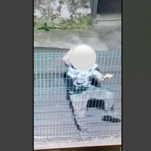 Il responsabile di furti e danneggiamenti immortalato dalla videosorveglianza (immagini diffuse dal Comune di Cavaria)