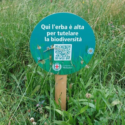 Milano raddoppia le aree a sfalcio ridotto e i prati fioriti