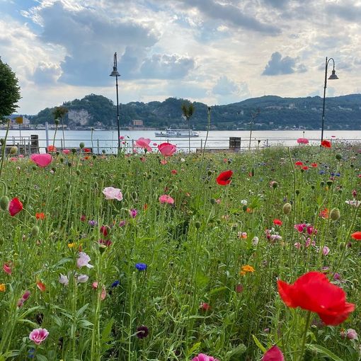 Ladri di fiori ad Angera, preso di mira il nuovo giardino fiorito sul lungolago e anche il cimitero
