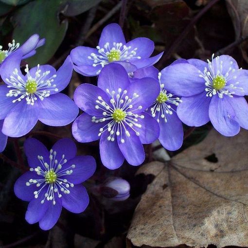 Aria di primavera nei prossimi giorni: l’Erba trinità è la pianta del mese nella foto della Società Astronomica G.V. Schiaparelli
