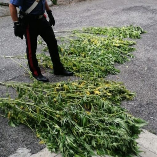 Coltivava nel giardino di casa delle piantine di marijuana: arrestato a Besozzo un 28enne