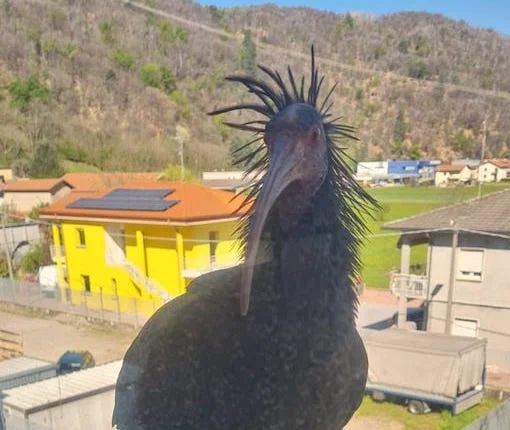 L'esemplare di Iris Eremita avvistato a Brissago Valtravaglia (foto da Luinonotizie.it)