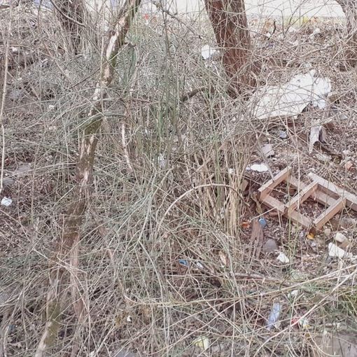 FOTO. Rifiuti abbandonati nell'area boschiva della zona industriale di Brunello