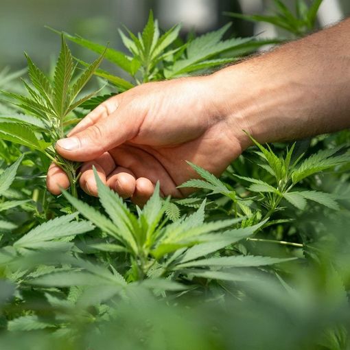 Come si evoluta la percezione del CBD negli anni