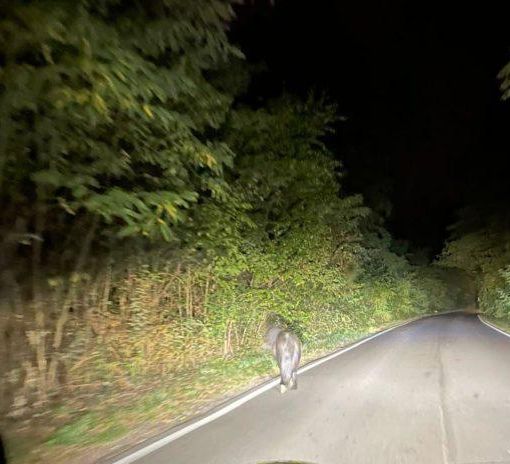 La foto del pony a passeggio a Cislago da IlSaronno.it