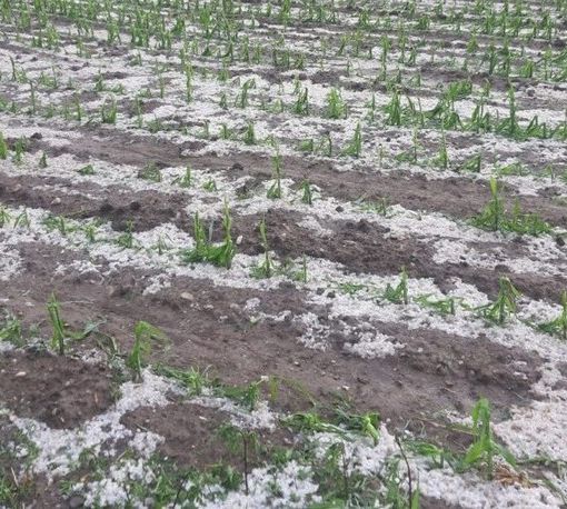 Maltempo. Coldiretti: «Milioni di danni nelle campagne lombarde»
