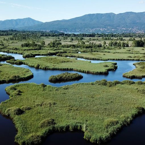 Flora, fauna e altre vite ora è un documentario