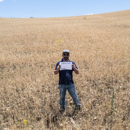 Adottare un campo di grano: “poesia di un amore” che diventa un’esperienza di umanità