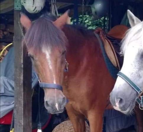 Casale Litta, ladri in azione in zona Gaggio: sparisce un cavallo