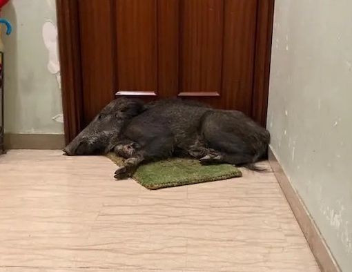 Incredibile in Liguria: esce di casa e si trova un cinghiale addormentato sullo zerbino