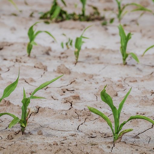 Siccità, nuovo allarme: «Nelle campagne lombarde mancano all'appello due miliardi di metri cubi d'acqua»