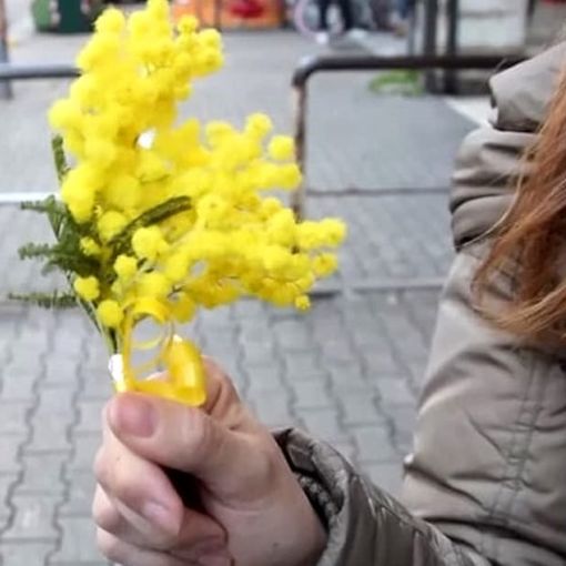 Festa della Donna, in provincia di Varese oltre 6 su 10 regalano la mimosa: i prezzi oscillano tra i 5 e i 20 euro