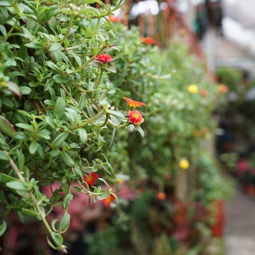 L'allarme di Coldiretti: «La floricoltura varesina non può reggere un altro lockdown»