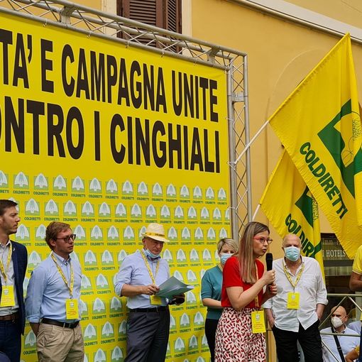 Cinghiali, Gadda (IV): «Si firmi subito decreto Bellanova per contenimento peste suina e revisione legge 157»