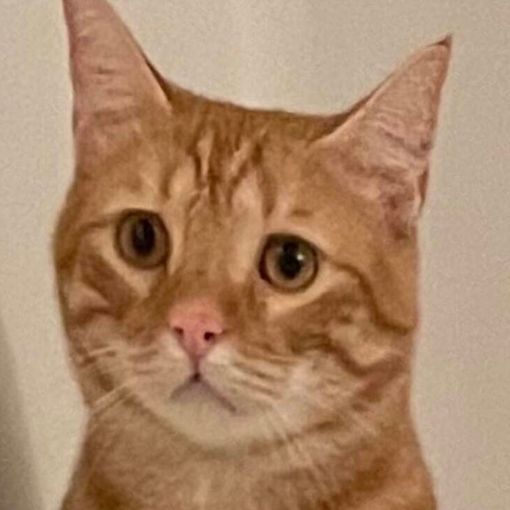 Il gatto Oreste è stato ritrovato