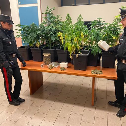Albizzate, una serra di marijuana in casa: quarantenne in manette