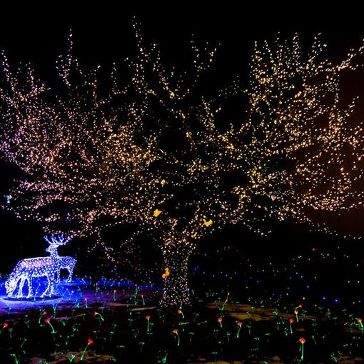 Pronte ad accendersi le Lucine di Natale a Laveno Mombello: sul lago Maggiore oltre 500 mila led