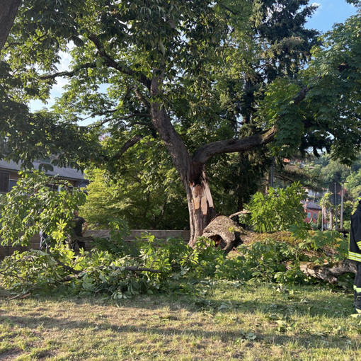 Albero crollato a Luino, ci sono due indagati