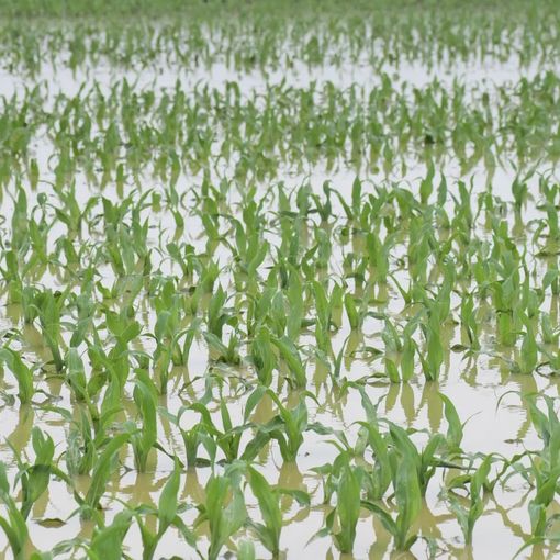 Maltempo, Lombardia: campi sommersi. Semine in tilt, a rischio orzo e frumento