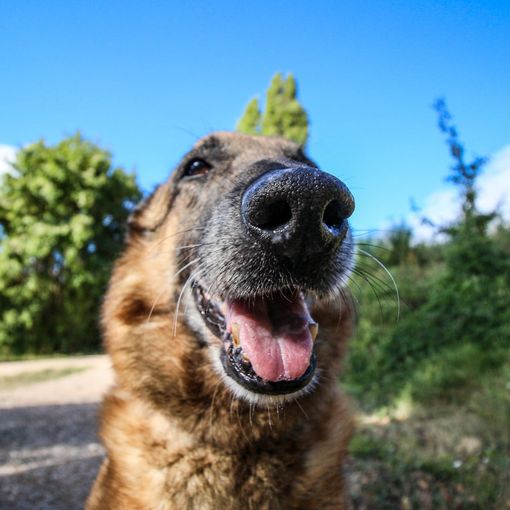 Il naso dei cani percepisce il covid