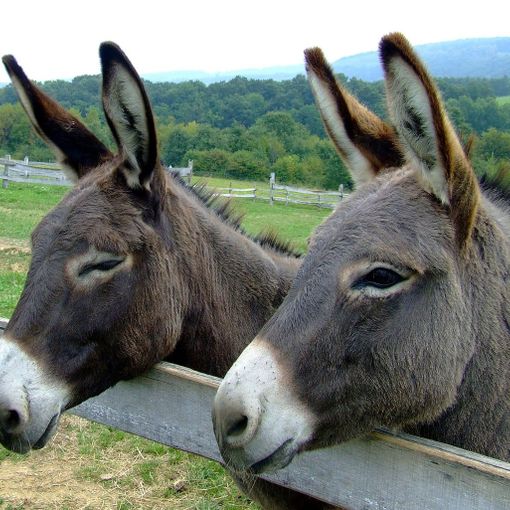 PetsFestival 2022: intelligente come un asino? Alto come un pony?