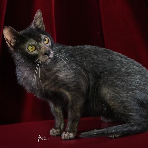 A Petsfestival 2022 gatti da tutto il mondo!