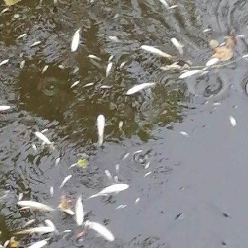 I pesci morti nel torrente Lura in una foto da IlSaronno.it