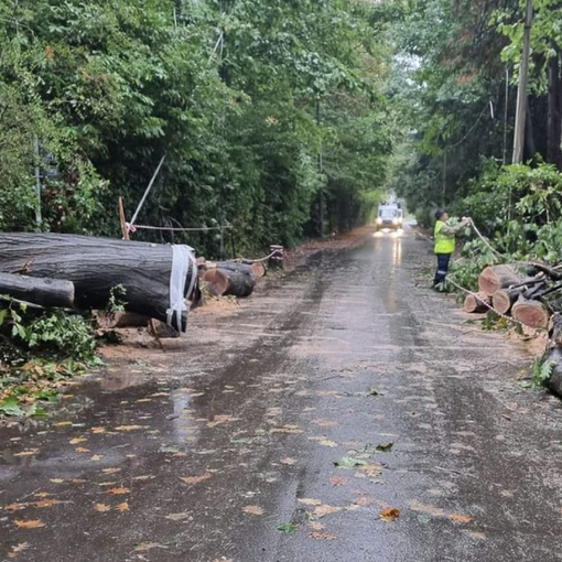 Quercia secolare si abbatte in strada a Casorate Sempione: via San Giorgio senza corrente