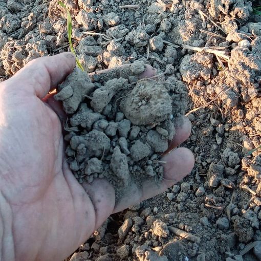 I danni della siccità in provincia di Varese: 8 milioni e 200mila euro le perdite registrate da 485 aziende agricole