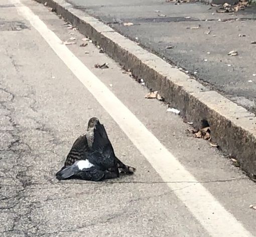 VIDEO: Sparviero a caccia in via Sanvito e il traffico si ferma