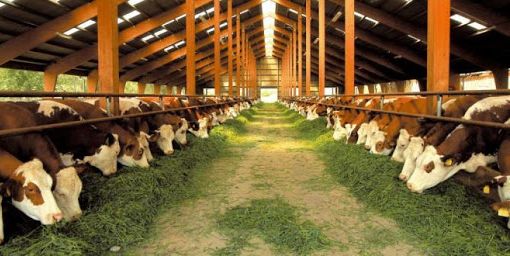 «Rincari delle materie prime, ripercussioni preoccupanti per le stalle»: l'allerta di Coldiretti Varese