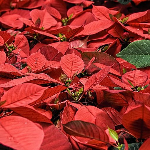 Il caro energia fa schizzare, anche nel Varesotto, i costi di produzione delle Stelle di Natale