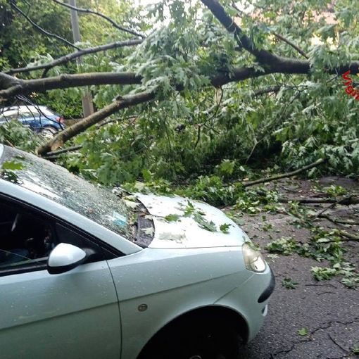 FOTO. Grosso albero cade in viale Europa colpendo un veicolo di passaggio: paura stamattina a Varese e traffico in tilt