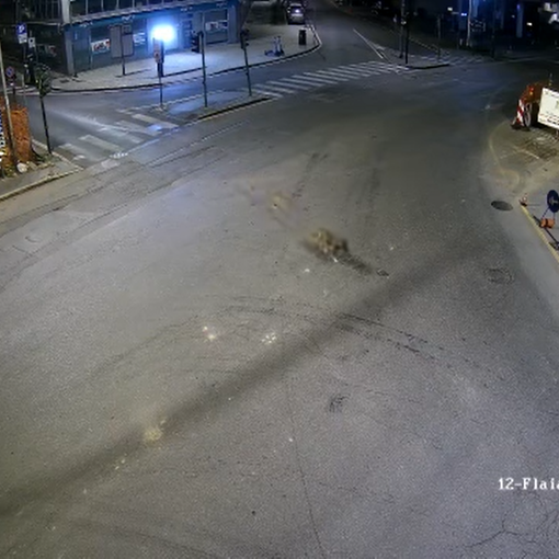 L'esemplare di lupo avvistato a Varese