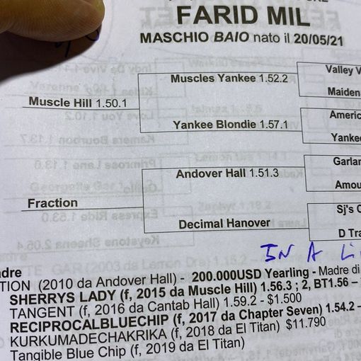 FOTO - Farid, Follia e presto altri due cavalli: lo &quot;shopping&quot; del campione Jokic a Busto Arsizio