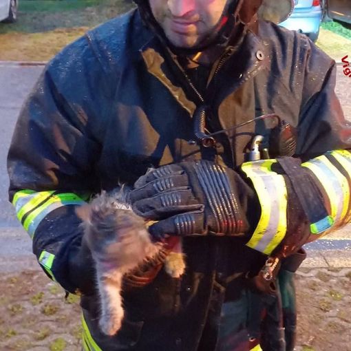 FOTO - Gatto si incastra tra le ruote posteriori di un'auto. Lo salvano i vigili del fuoco