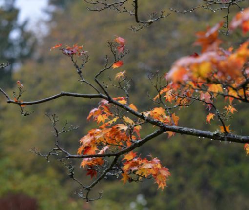 L'autunno avanza tra nuvole, qualche pioggia e occhiate di sole. Weekend asciutto