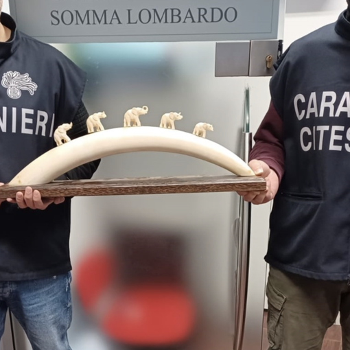 Il materiale sequestrato dai carabinieri Forestali