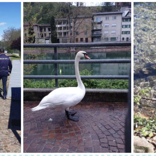 Cigno &quot;confuso&quot; sul lungolago di Lavena Ponte Tresa. La polizia locale lo &quot;scorta&quot; riportandolo in acqua