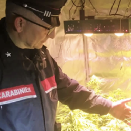 Cuveglio, i carabinieri entrano in casa a caccia dei ladri e scoprono una serra di marijuana