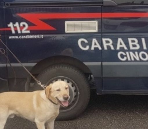 (foto generica dal web)