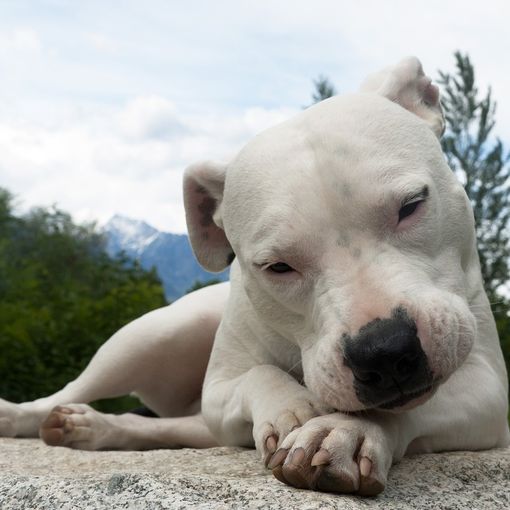 Un esemplare di dogo argentino (foto generica)