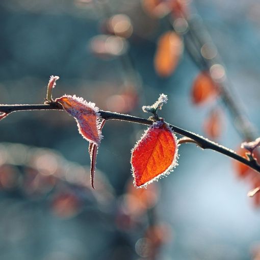 Aria artica e gelate. L'inverno bussa alle porte del Varesotto