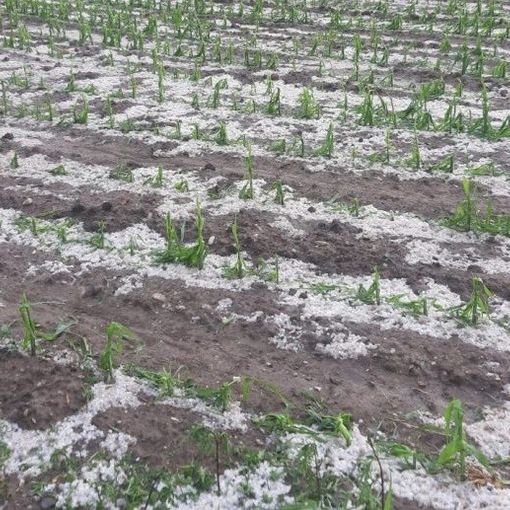 Un campo di mais devastato dalla grandine (foto di archivio)