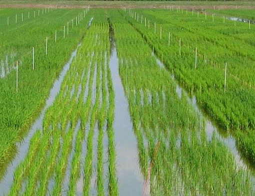 Riso, crolla la produzione in Lombardia: meno 200 milioni di chili