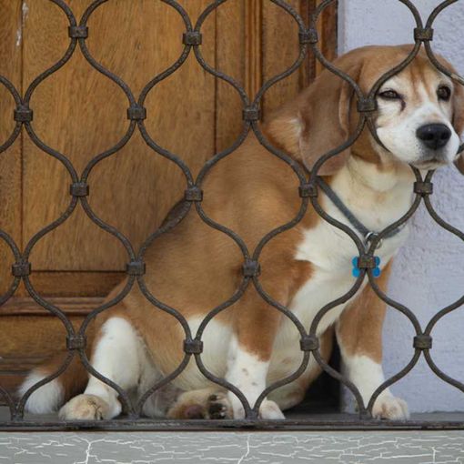 Cane maltrattato? «No, è diffamazione». Turista varesina a processo