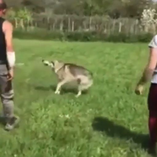 Cane picchiato da un educatore, Cosentino: «Mandatemi le segnalazioni»