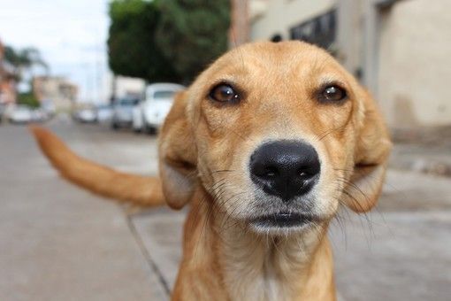 Quali sono le razze di cane più richieste?