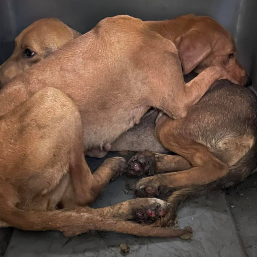 Alcuni animali soccorsi, la dottoressa Pais con Palla e altri cagnolini e gli aiuti che stanno arrivando
