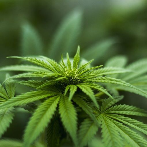 Cinque cose da sapere prima di acquistare cannabis light